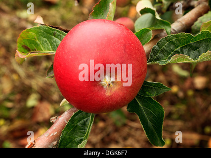 'Apple', Miller rouge pommes Malus domestica variété varieties growing on tree Banque D'Images