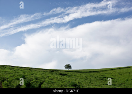 Arbre isolé dans un champ vert, perspective fisheye Banque D'Images