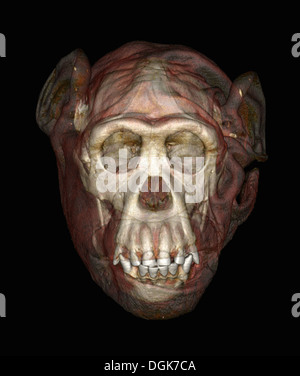 CT scan colorisée d'un crâne de chimpanzé Banque D'Images