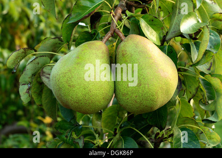 Le poirier 'Doyenne du Comice', Pyrus communis, poires variété varieties growing on tree Banque D'Images