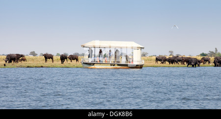 Safari Botswana - les touristes sur un bateau safari à la recherche à un troupeau de bisons, croisière sur la rivière Chobe, Chobe national park, Botswana, Africa Banque D'Images