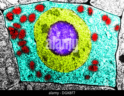 Micrographie électronique à transmission d'une cellule Banque D'Images