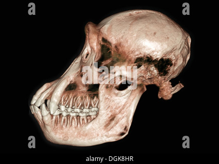 CT scan colorisée d'un crâne de chimpanzé Banque D'Images