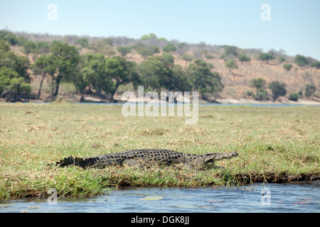 Crocodile du Nil sur les rives de la rivière Chobe, Chobe National Park, Botswana, Africa Banque D'Images