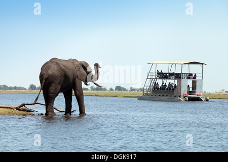 L'éléphant africain (Loxodonta Africana ) barrissements à touristes sur une croisière sur la rivière Chobe, Chobe National Park, Botswana, Africa Banque D'Images