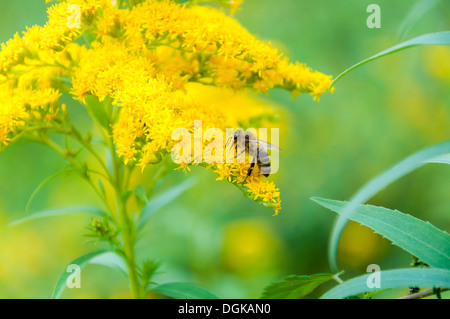 Abeille ouvrière recueille le nectar des fleurs sauvages de la verge d'un Banque D'Images