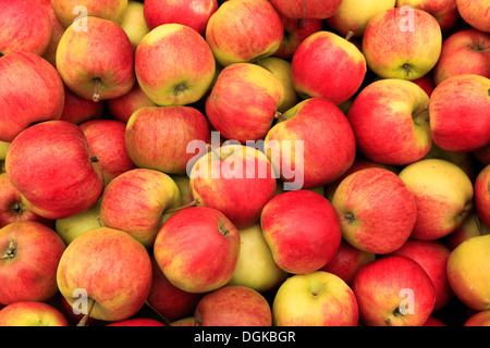 La pomme 'Elstar' dans la boutique de la ferme, l'affichage choisi bac pommes récoltées Banque D'Images