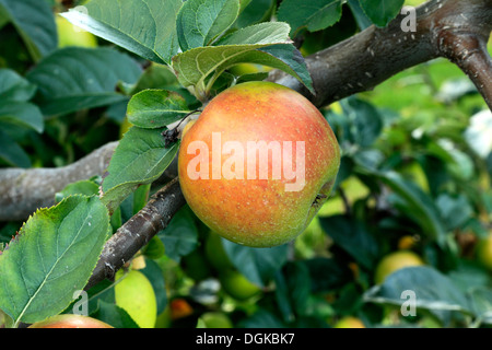 La pomme 'Orange' de Blenheim, Malus domestica, les pommes, les variétés variété nommée growing on tree Banque D'Images