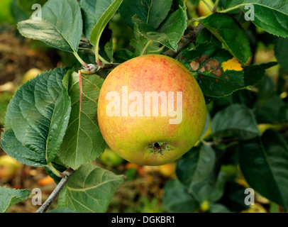 La pomme 'Orange' de Blenheim, Malus domestica, les pommes, les variétés variété nommée growing on tree Banque D'Images