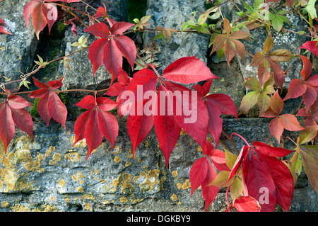 Vigne vierge (Parthenocissus quinquefolia) est devenu rouge en automne Banque D'Images