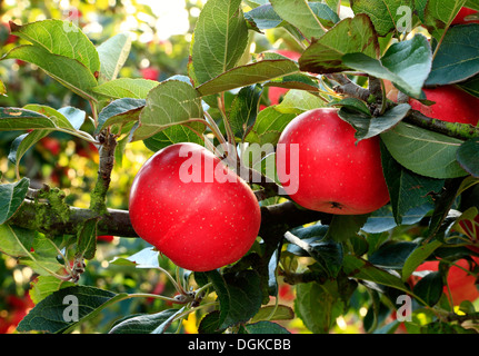 'Découverte' Apple, Malus domestica, les pommes, les variétés variété nommée growing on tree Banque D'Images