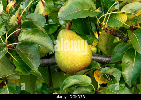 Le poirier 'Doyenne du Comice', Pyrus communis, nommé variété growing on tree, poires Banque D'Images