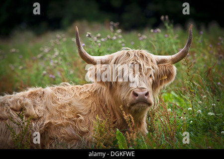 Une vache Highland. Banque D'Images