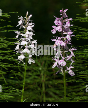 Heath spotted orchid (Dactylorhiza maculata) fleurs Banque D'Images