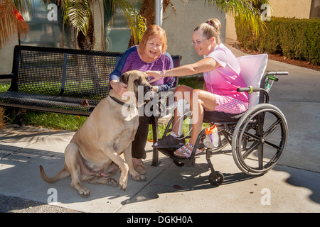 Un patient en fauteuil roulant à une clinique de réadaptation de la Californie du Sud joue avec un chien de mastiff comfort. Banque D'Images