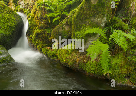 La lumière atteint les profondeurs transitoire de la fougère festonnés de Venford vale Brook, dans le sud de Dartmoor, un jour de pluie au début de l'au Banque D'Images