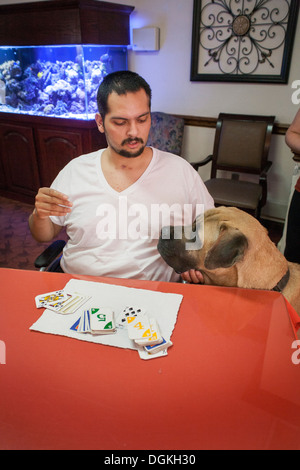 Un fauteuil roulant hispaniques de patient dans la salle d'une clinique de réadaptation de la Californie du Sud accueille un chien confort mastiff. Banque D'Images