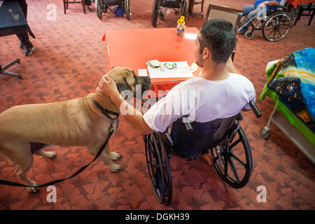 Un fauteuil roulant hispaniques de patient dans la salle d'une clinique de réadaptation de la Californie du Sud accueille un chien confort mastiff. Banque D'Images