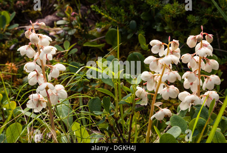 Pyrole à feuilles rondes (Pyrola rotundifolia) fleurs Banque D'Images