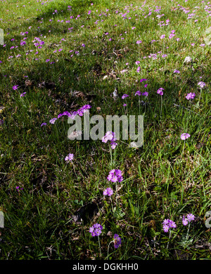 Primevère Laurentienne (Primula farinosa) meadow Banque D'Images