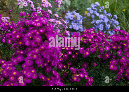 fleur, aster, jardin, automne, automne, flore, violet, couleur, coloré, plante, luxuriant, élégance, nature, magenta Banque D'Images