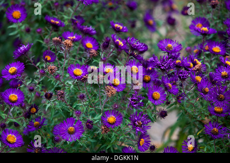 fleur, aster, jardin, automne, automne, flore, violet, couleur, coloré, plante, luxuriant, élégance, nature, asters magenta à la frontière du jardin d'automne Banque D'Images