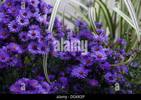 fleur, aster, jardin, automne, automne, flore, violet, couleur, coloré, plante, luxuriant, élégance, nature, magenta Banque D'Images