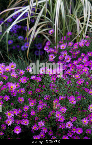 L'aster d'automne, l'herbe bleu argent Banque D'Images