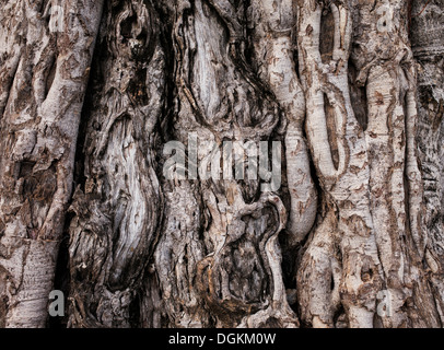 Ficus benghalensis. Indian Banyan Tree bark Banque D'Images