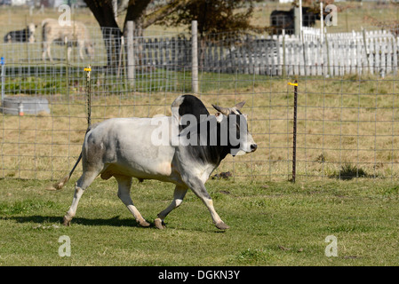 Le bétail de Brahman dans une ferme de l'Oregon's Wallowa Valley. Banque D'Images