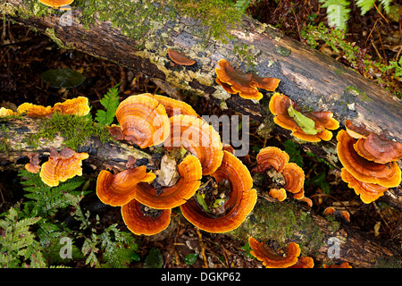 Le support de couleur orange non identifié champignons poussant sur le bois en décomposition. La forêt tropicale du Queensland. Banque D'Images