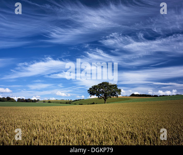 Une vue sur un champ de blé dans le Hampshire. Banque D'Images