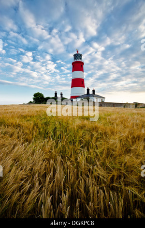 Happisburgh phare dans un champ d'orge. Banque D'Images