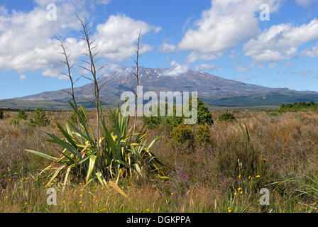 Vue sur le mont Ruapehu vus de la State Highway 47, Mountain Lin (Phormium cookianum) en premier plan Banque D'Images