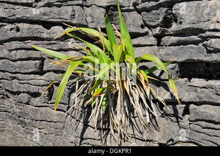 Phormium cookianum montagne (lin), Pancake Rocks, Paparoa National Park, côte ouest, Mer de Tasmanie, île du Sud, Nouvelle-Zélande Banque D'Images