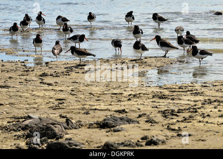 L'île du sud (de l'huîtrier Haematopus finschi), Clarks Beach, le Manukau Harbour, North Island, New Zealand Banque D'Images