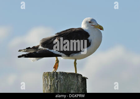 Kelp Gull (Larus dominicanus), Tinopai, Kaipara Harbour, North Island, New Zealand Banque D'Images