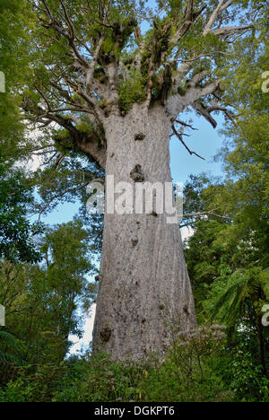 Tane Mahuta, "Seigneur de la forêt", le plus grand arbre kauri (Agathis australis) de Nouvelle-Zélande, au moins 1250 ans Banque D'Images