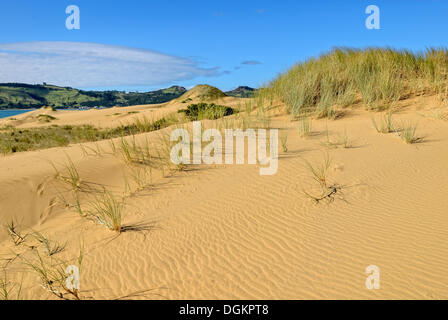 Dunes de sable de Hokianga Harbour, Opononi, île du Nord, Nouvelle-Zélande Banque D'Images
