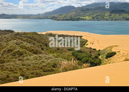 Paysage de dunes à Hokianga Harbour, Opononi, île du Nord, Nouvelle-Zélande Banque D'Images