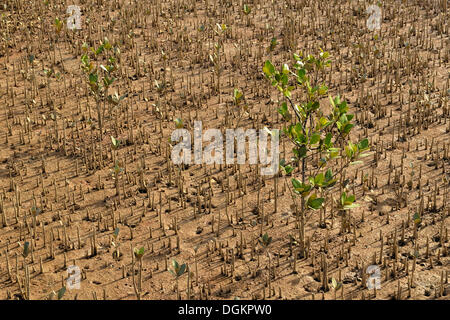 Les pousses de mangrove et des racines aériennes des palétuviers gris ou blanc (Avicennia marina), mangrove, Bay of Islands, Opua Banque D'Images