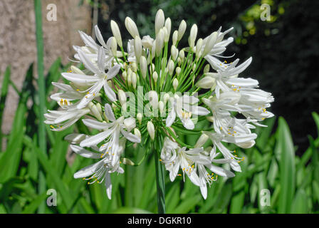 Lily of the Nile Agapanthus sp.), Christchurch, Nouvelle-Zélande Banque D'Images