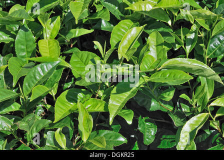 Théier (Camellia sinensis), les jeunes feuilles, plantation de thé Cybermen, Malanda, Atherton Tablelands,, Queensland, Australie Banque D'Images