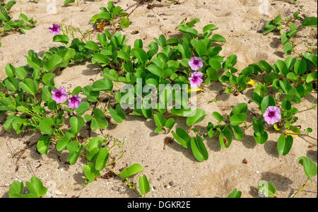 Liseron des champs ou faux Seashore Beach morning glory (Calystegia soldanella), faible Isles, Grande Barrière de Corail, Port Douglas, Queensland Banque D'Images