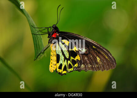 La cites d'Ornithoptera priamus Cairns (euphorion), homme, sanctuaire de papillons australien, Kuranda, Queensland, Australie Banque D'Images