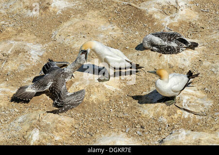 Australasian Bassan (Morus serrator ou Sula bassana), les jeunes oiseaux nourris par des oiseaux adultes, Colonie de Fou de Bassan, Takapu Refuge Banque D'Images