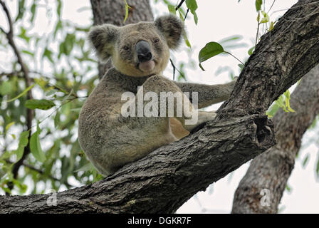 Koala (Phascolarctos cinereus) sur l'arbre, Magnetic Island, Queensland, Australie Banque D'Images