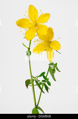 St John's wort, l'Herbe de Tipton, Chase-diable, ou des mauvaises herbes Klamath (Hypericum perforatum), plante médicinale Banque D'Images