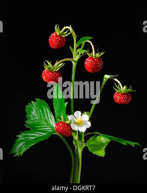 Les fraises des bois (Fragaria vesca) Banque D'Images