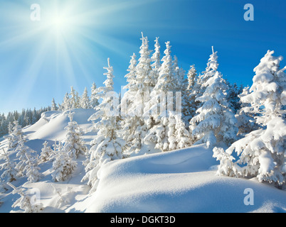 Sunshine sous le calme d'hiver paysage de montagne avec de beaux sapins sur pente (Kukol Mount, Carpates, Ukraine) Banque D'Images